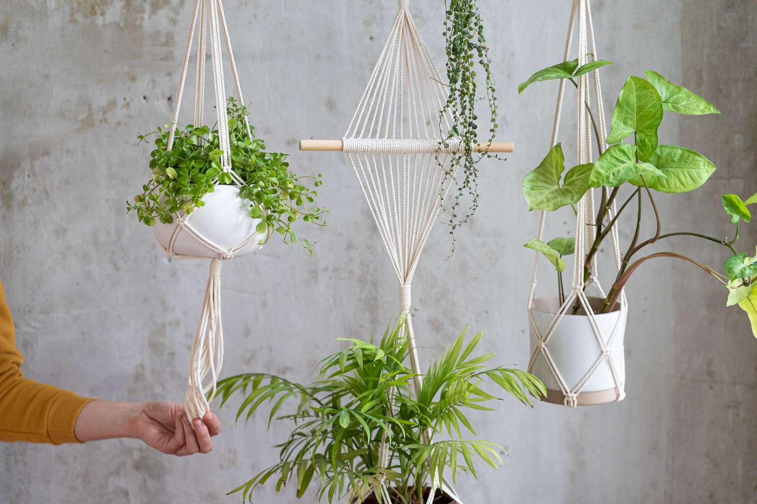 Easy methods to Make Macrame Plant Hangers for Your Residence