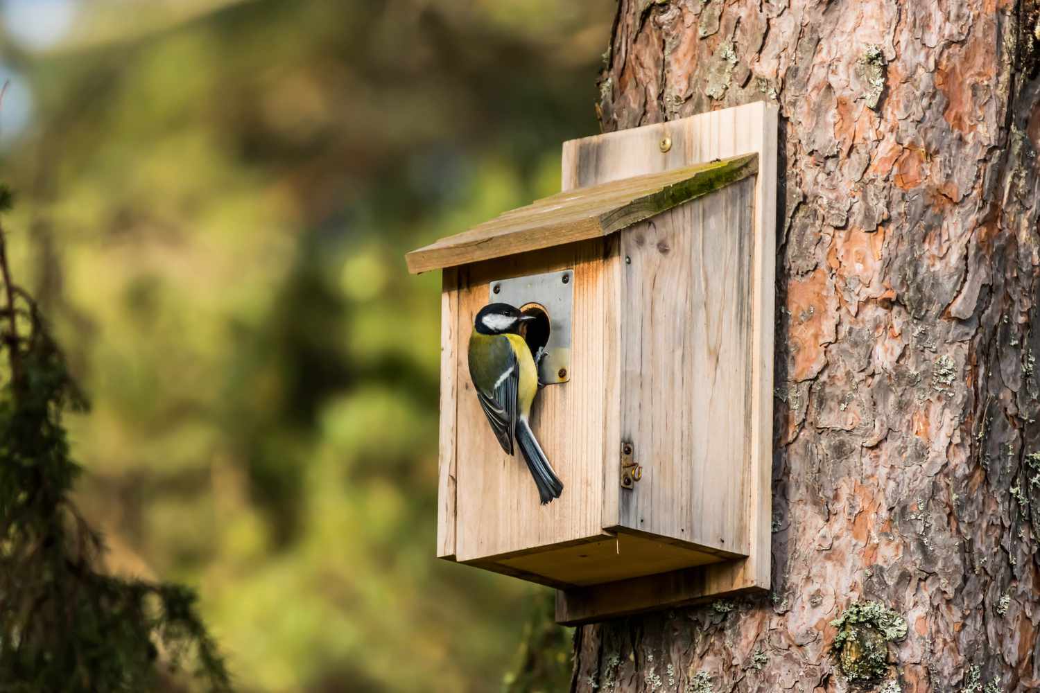 Learn how to Make a Birdhouse: 8 Straightforward Steps