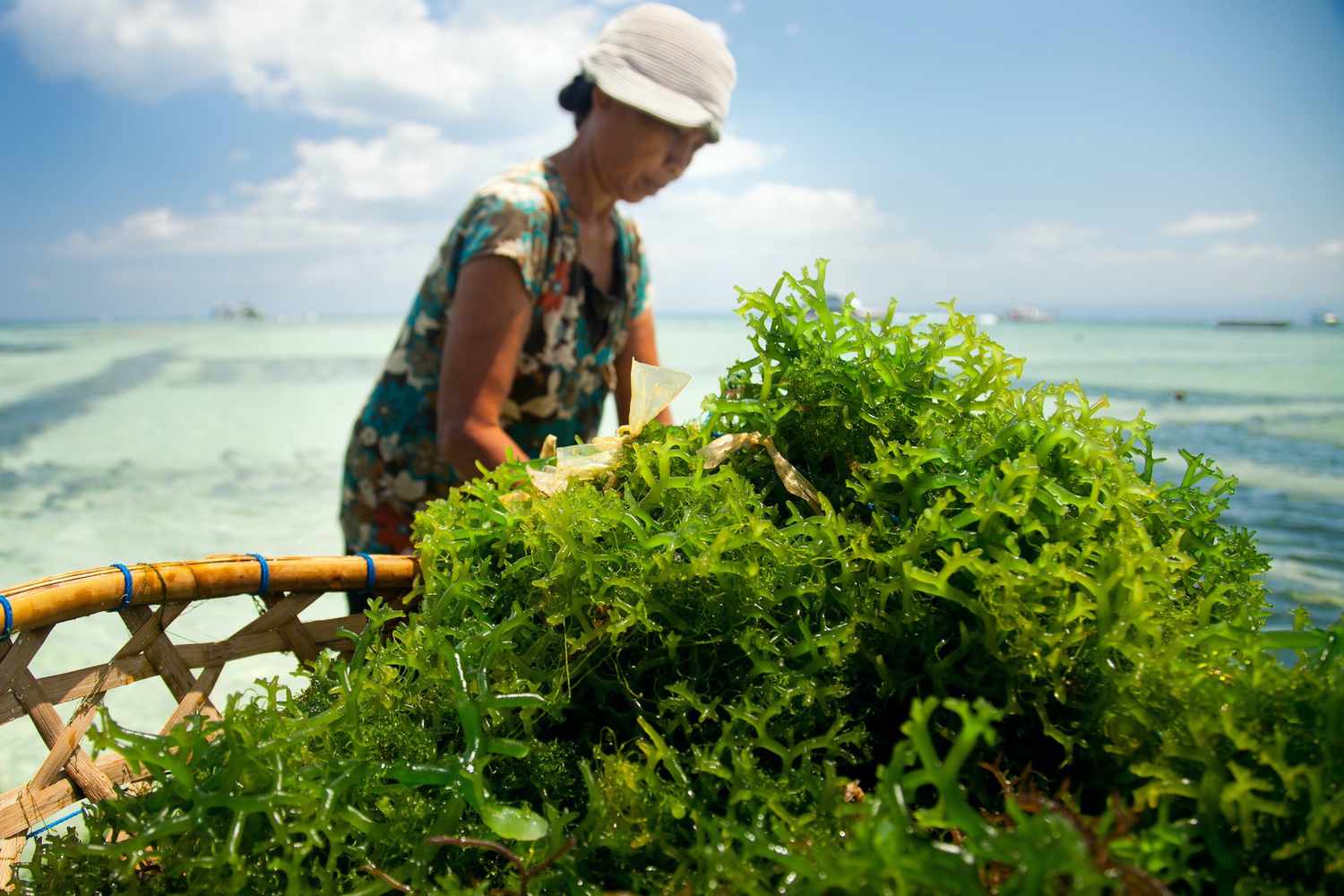 The Seaweed Meals Revolution Could Start with a Identify Change