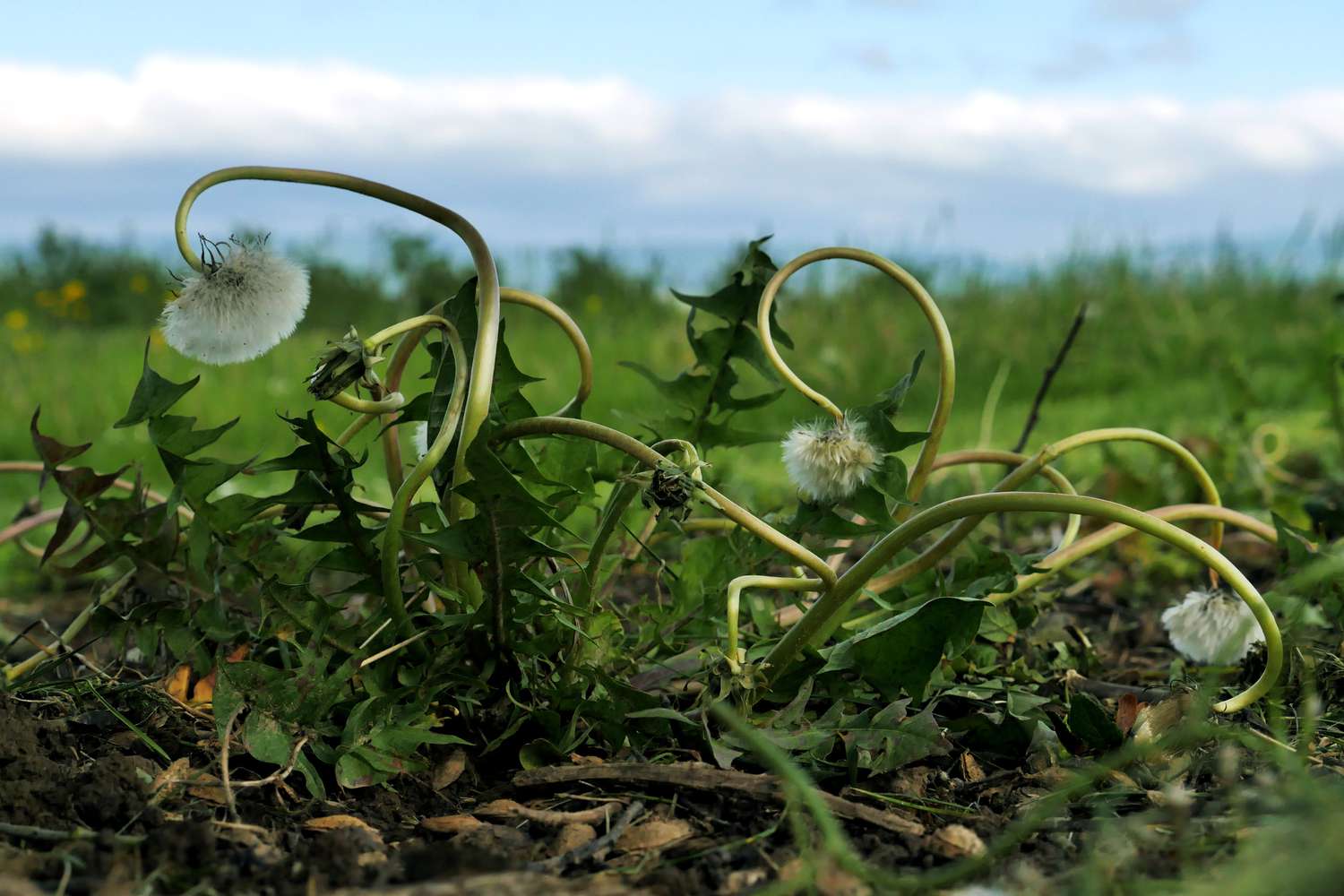 Kill the Weeds With out Killing the Earth