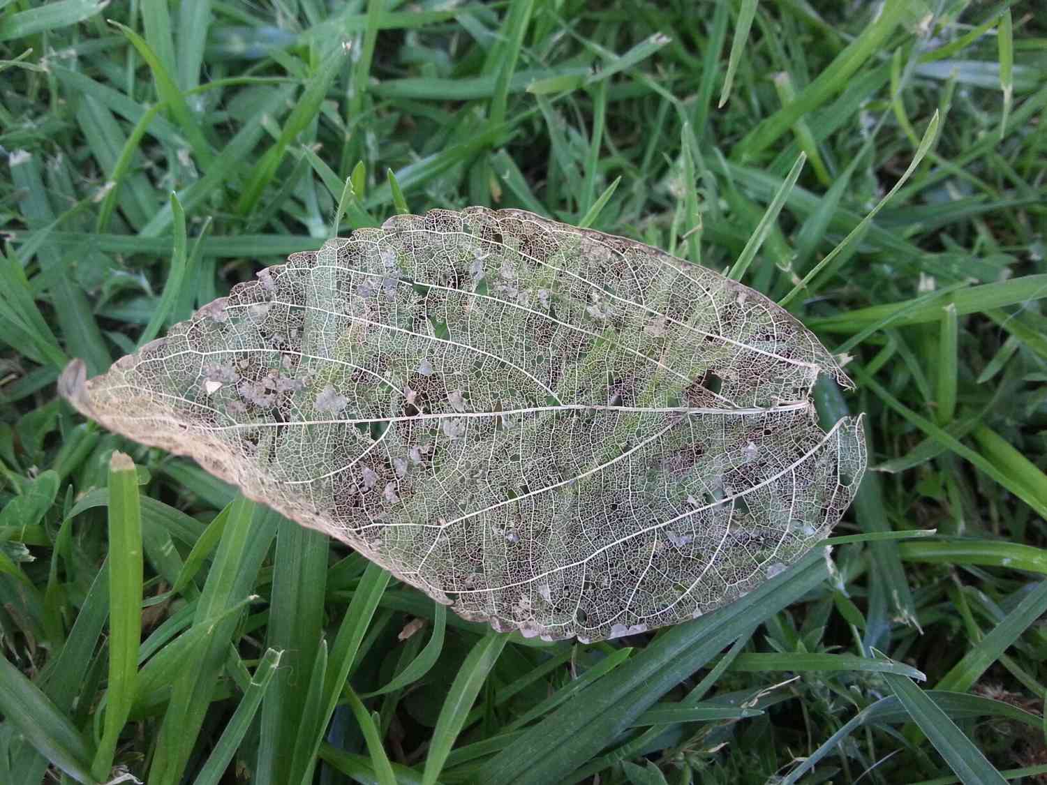 Make Leaf Skeletons