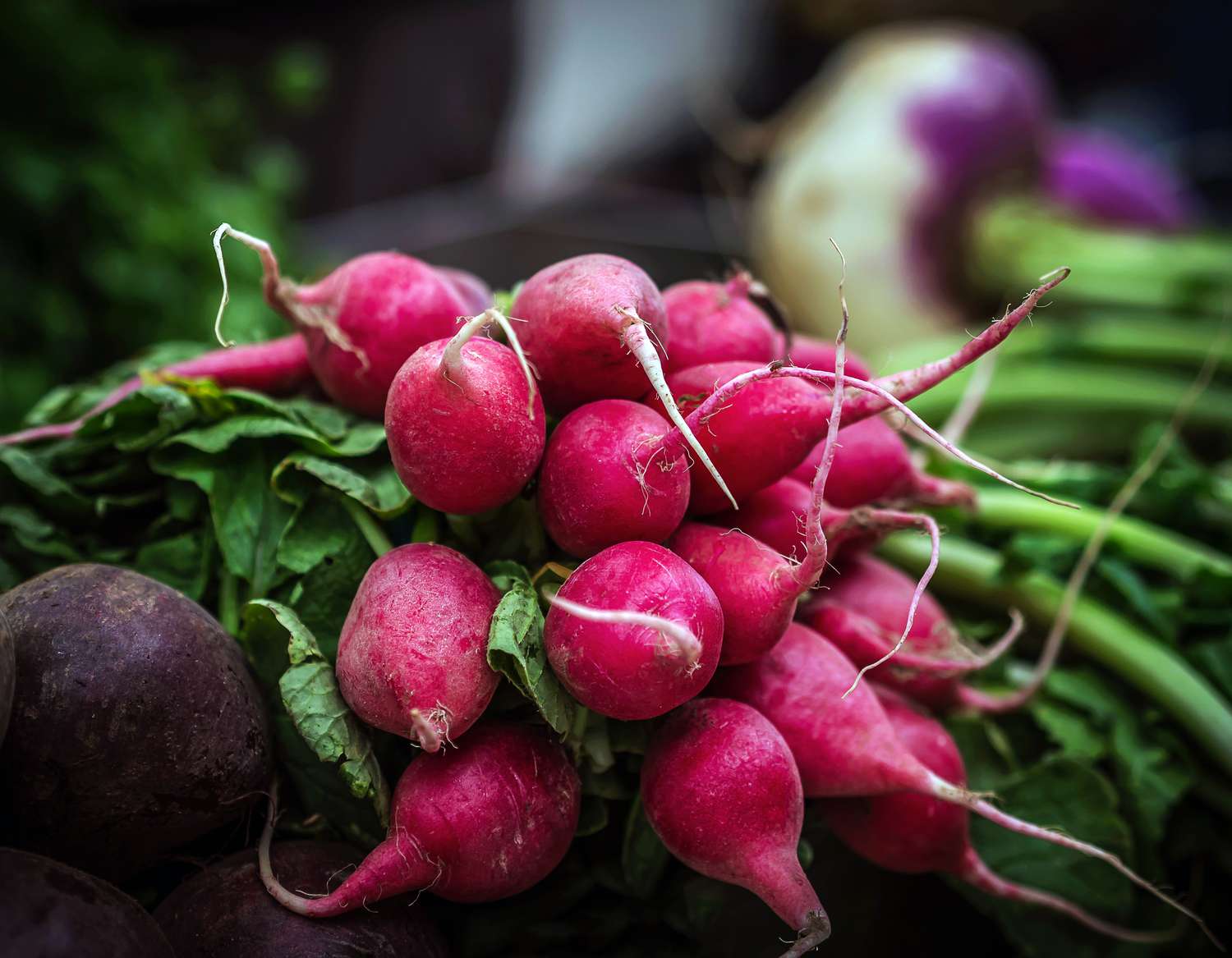 What I Sow in My Vegetable Backyard in August