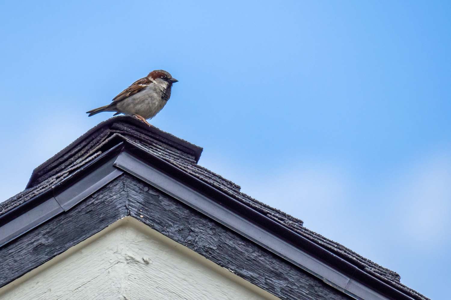 Get a Fowl Out of Your Home